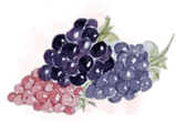 Blackcurrants