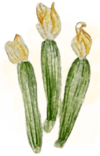 Courgettes