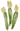 Courgettes