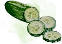 Cucumber