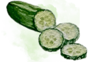 Cucumber