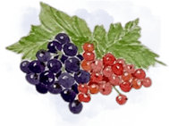Currants