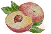 Peaches