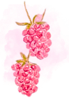 Raspberries