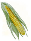 Sweetcorn