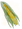 Sweetcorn