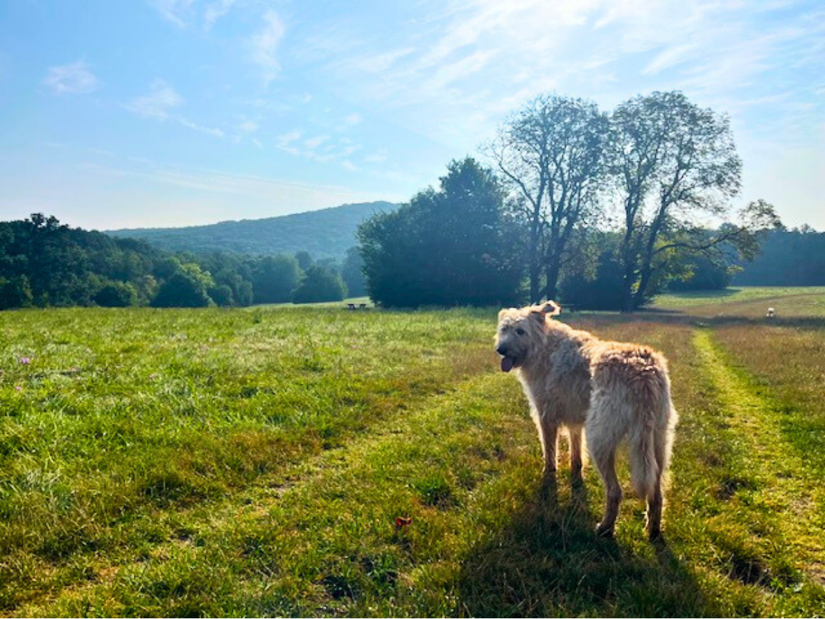 Dog standing in Schwarzenbergpark Hunde Auslaufplatz