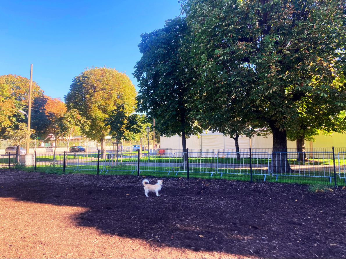 Dog standing in Heldenplatz Hundezone, Vienna