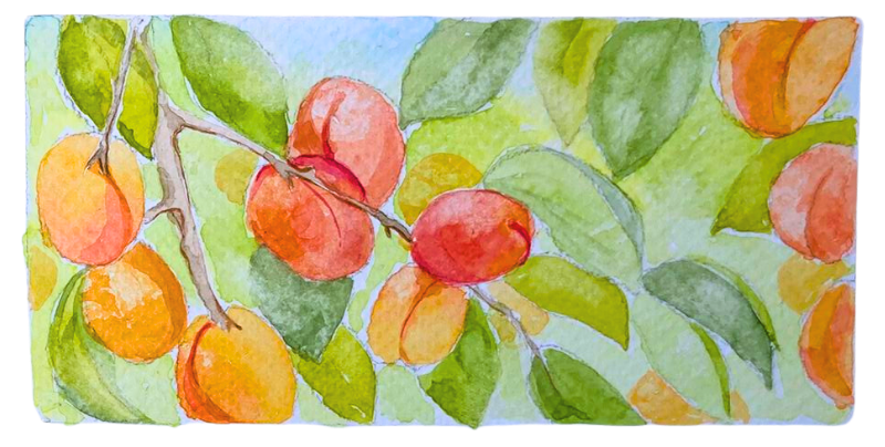 watercolour of apricot trees