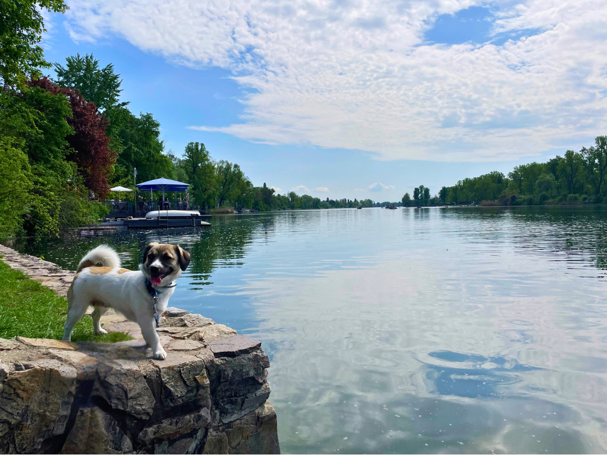 Puppy standing by the riverside, Old Danube, Vienna